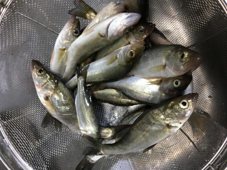 台風一過の魚探し