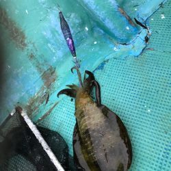 海南発の遊漁船「釣り心」さんでボートエギング