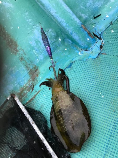 海南発の遊漁船「釣り心」さんでボートエギン…