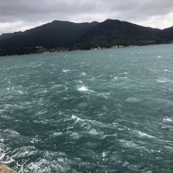 福井県初上陸、秋サゴシ調査