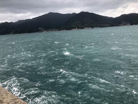 福井県初上陸、秋サゴシ調査