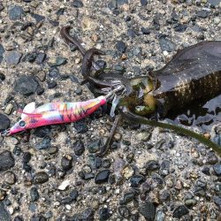 短時間サーフエギング