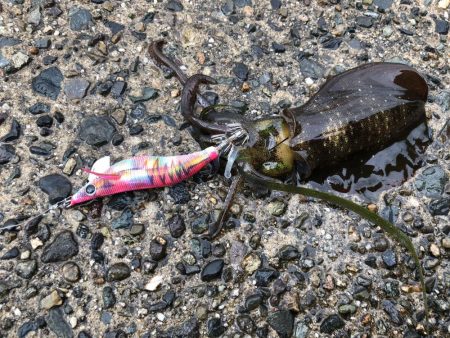 短時間サーフエギング