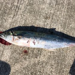 サゴシサゴシサゴシ