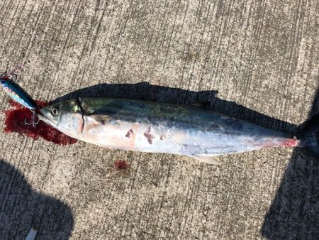 サゴシサゴシサゴシ