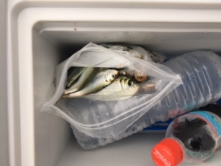 サッパを探しに