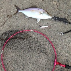 アカヒラ25cmから35cm