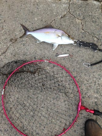 アカヒラ25cmから35cm