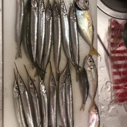 台風後釣行 初サヨリ