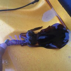 カヤックデビュー！