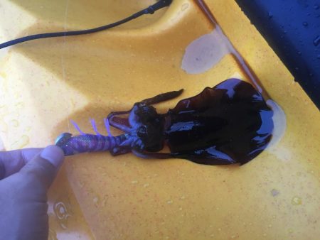 カヤックデビュー！