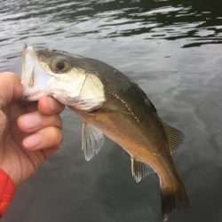 カヤック　出撃！