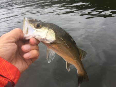 カヤック　出撃！