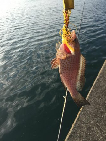 なぶらが・・・