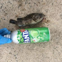 来週はハゼ釣り大会あるょー