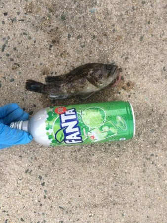 来週はハゼ釣り大会あるょー