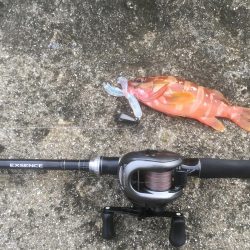 アカハタちゃん