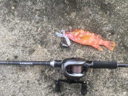 アカハタちゃん