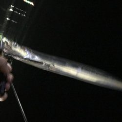 少しだけタチウオ釣行