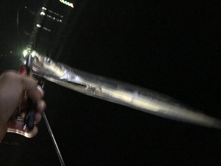 少しだけタチウオ釣行