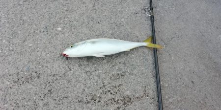 ライトショアジギング