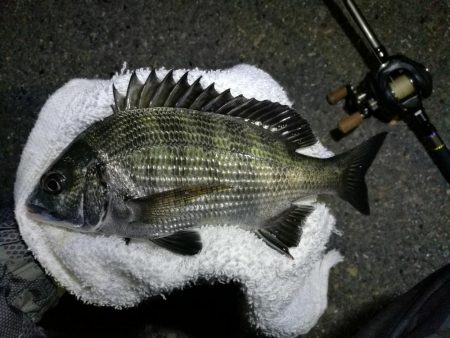 南港フェリーヘチ釣り （好釣果 小キビレ、…