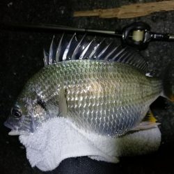 南港カモメ大橋ヘチ釣行 （真チヌ47cm！、キビレチヌ、 釣果他有り）