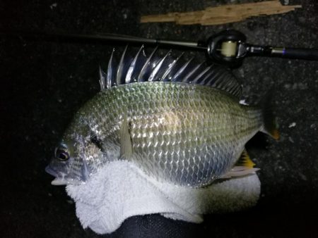 南港カモメ大橋ヘチ釣行 （真チヌ47cm！、キビレチヌ、 釣果他有り）