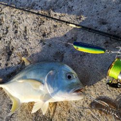 早朝より2バイト1ヒットでロウニンアジ