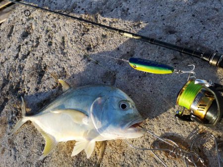 早朝より2バイト1ヒットでロウニンアジ