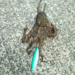 南港渡船で色々釣査