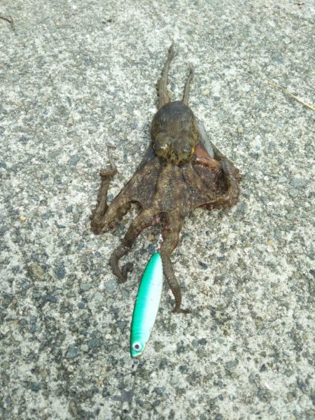 南港渡船で色々釣査