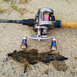 14号地でロックフィッシュ