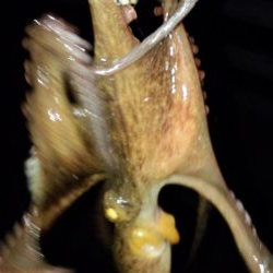 台風前にケンサキ狙い