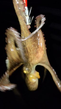 台風前にケンサキ狙い