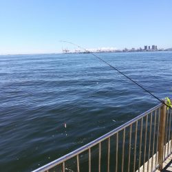 サヨリ よく釣れました