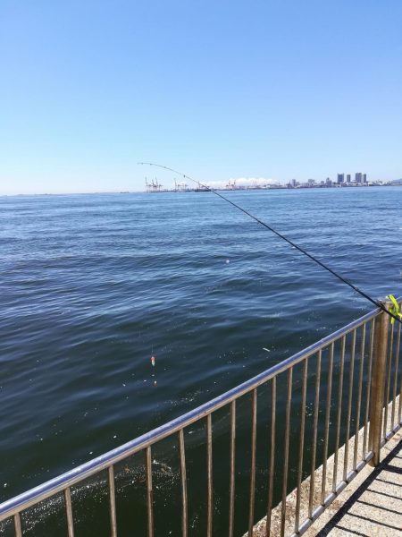 サヨリ よく釣れました