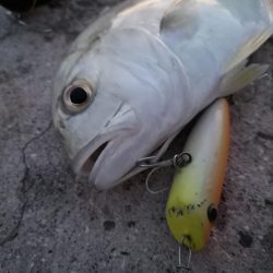 港から自作ポッパーでギンガメアジ