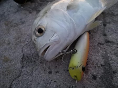 港から自作ポッパーでギンガメアジ