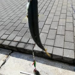 アジサバ　コスモスクエア