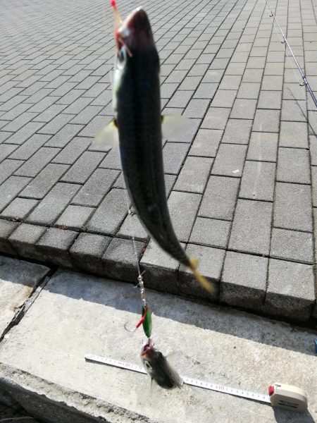 アジサバ　コスモスクエア