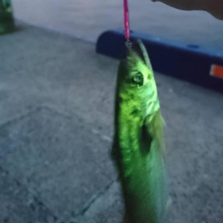 鯖、鯖、鯖、サゴシ♪