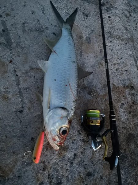 今季初、古代魚ターポン