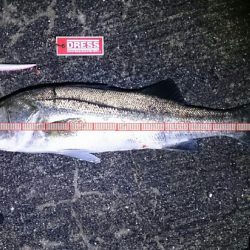 シーバスゲーム