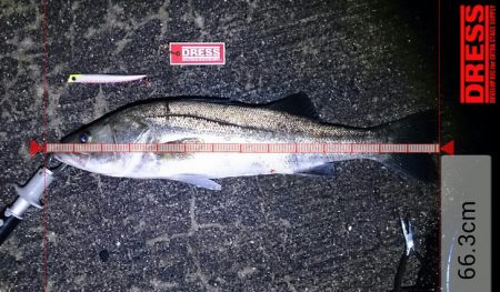 シーバスゲーム