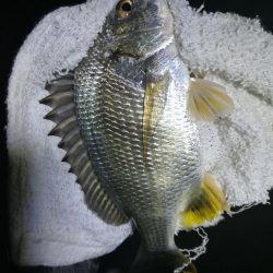 南港カモメ大橋ヘチ釣行 （真チヌ44cm、小キビレチヌ、 釣果）