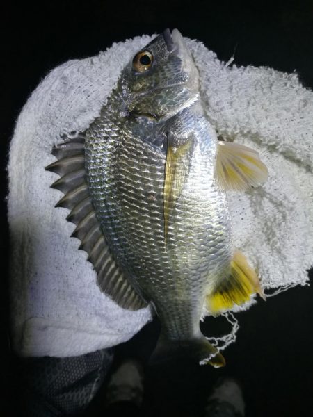 南港カモメ大橋ヘチ釣行 （真チヌ44cm、小キビレチヌ、 釣果）