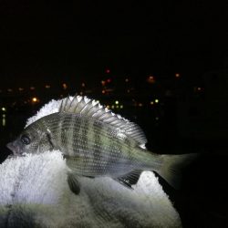 南港フェリーヘチ釣り （渋かった、小キビレ、小真チヌ 他釣果）