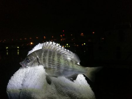 南港フェリーヘチ釣り （渋かった、小キビレ、小真チヌ 他釣果）