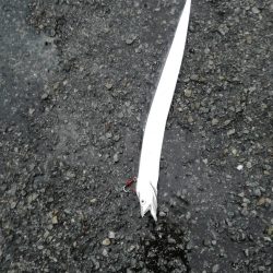 にごりの中のタチウオ